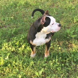 Meet your Posher, Josh